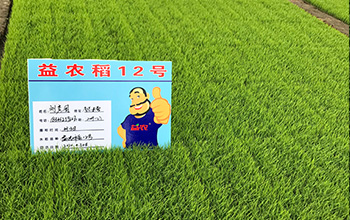 14-益農稻12.jpg